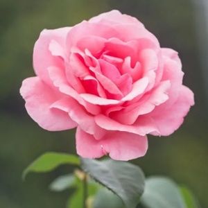 Meet your Posher, Marie